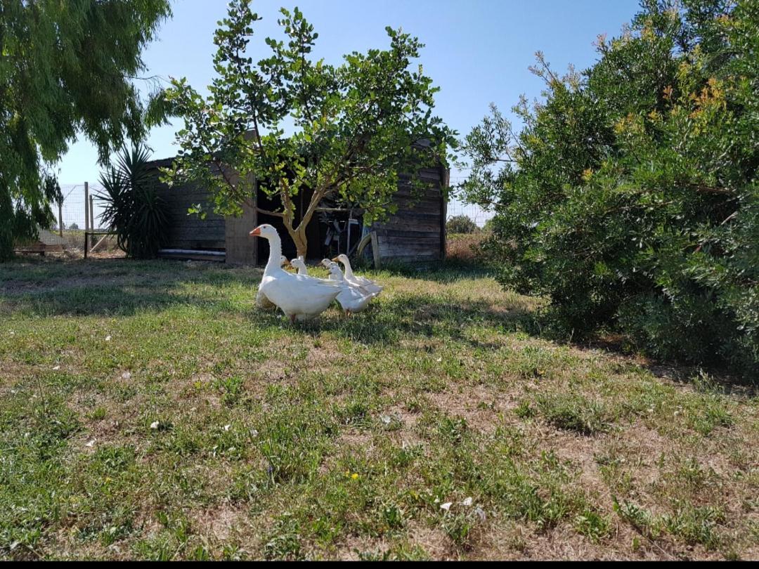 Villa Salento Lapezzaaculuri Guagnano Exterior foto